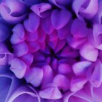 Close up van een paarse bloem