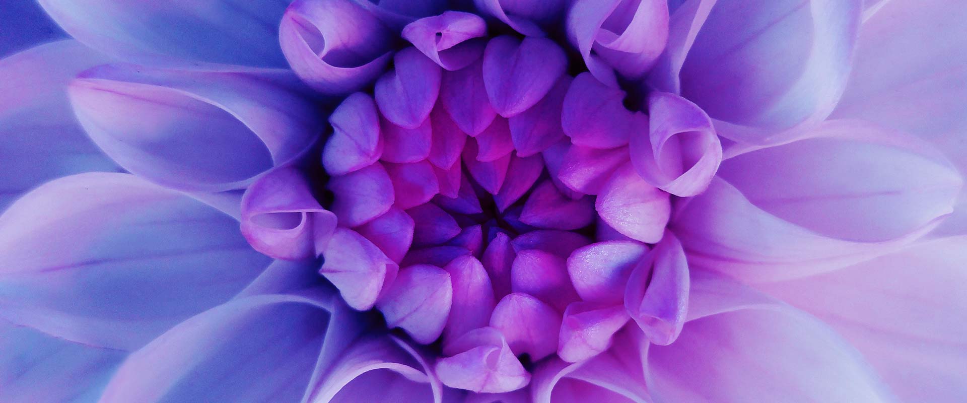 Close up van een paarse bloem